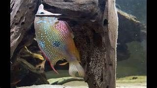 THORICHTHYS ELLIOTI MACULIPINNIS THORICHTHYS ELLIOTI MACULIPINNIS