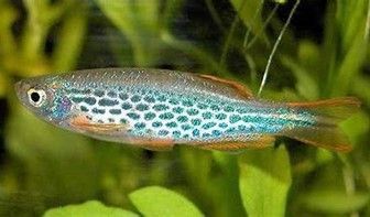 danio kyathit-orange finned danio-ocelot danio danio kyathit-orange finned danio-ocelot danio