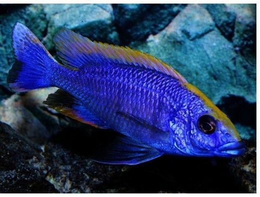 Othopharynx Lithobates Othopharynx Lithobates