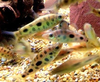 LEPORINUS MACULATUS LEPORINUS MACULATUS