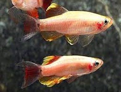 Tanichthys Albonubes Golden White Cloud Tanichthys Albonubes Golden White Cloud