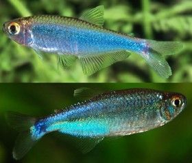 Tétra bleu de Cochu Boehlkea fredcochui Tétra bleu de Cochu Boehlkea fredcochui
