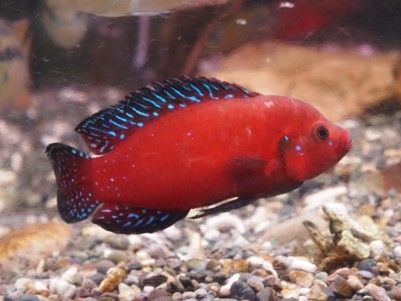 RUBRICATOCHROMIS EXSUL EX.HEMICHROMIS « Joyau Rouge Lac Turkana » RUBRICATOCHROMIS EXSUL
EX.HEMICHROMIS
« Joyau Rouge Lac Turkana »