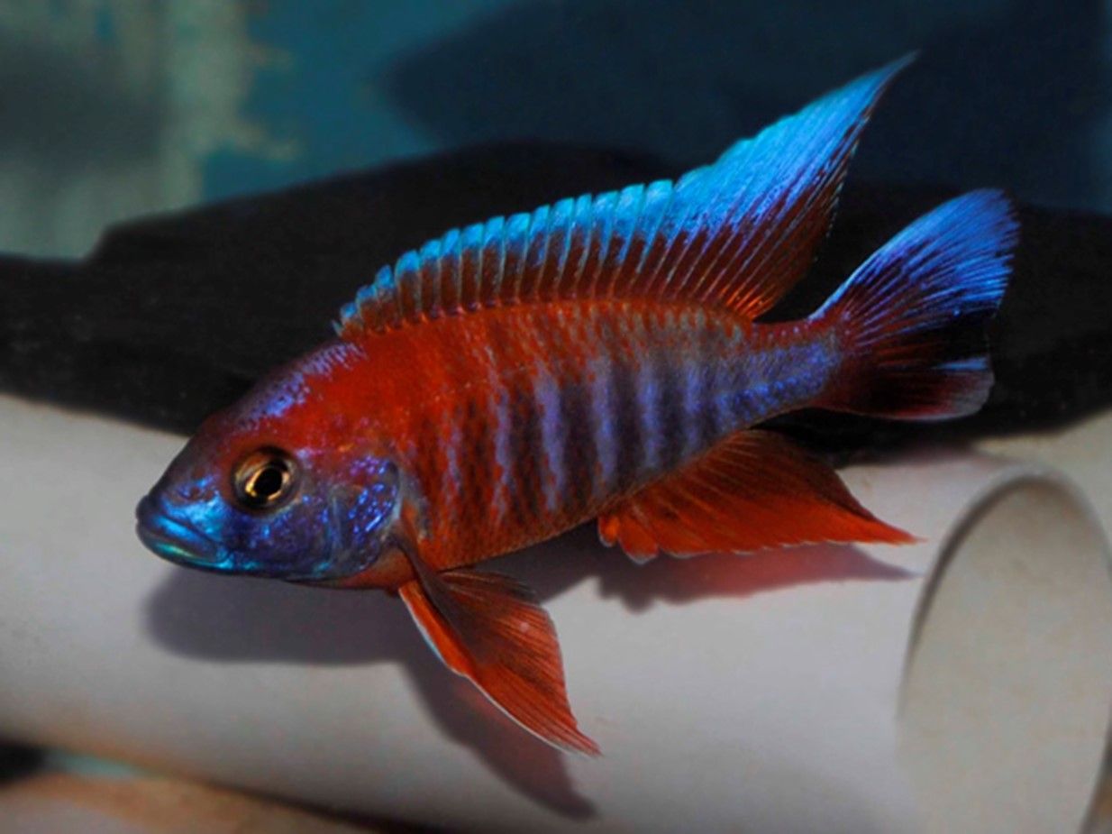 Aulonocara jacobfreibergi Aulonocara jacobfreibergi