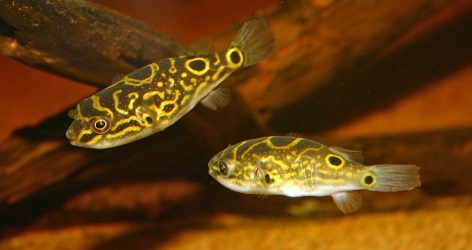 Poisson-ballon à ocelle Tetraodon biocellatus Poisson-ballon à ocelle Tetraodon biocellatus