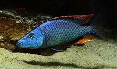 DIMIDIOCHROMIS COMPRESSICEPS DIMIDIOCHROMIS COMPRESSICEPS
