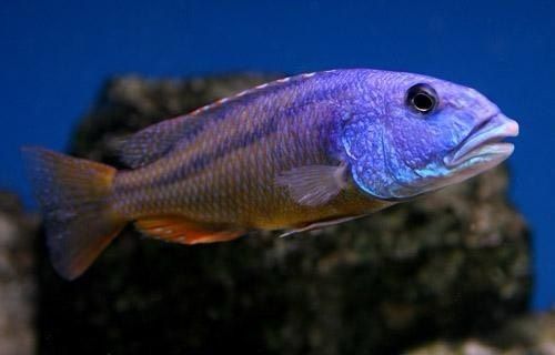 Aristochromis christyi Aristochromis christyi