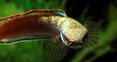 CHANNA SP. BIRMAN RED RIM RAINBOW CHANNA SP. BIRMAN RED RIM RAINBOW