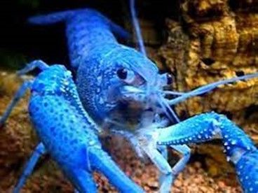 ECREVISSE BLEUE DE FLORIDE ECREVISSE BLEUE DE FLORIDE