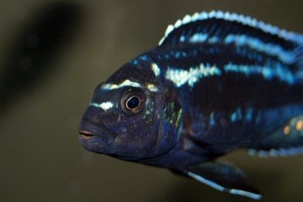 MELANOCHROMIS   JOHANNI GOME MELANOCHROMIS   JOHANNI GOME