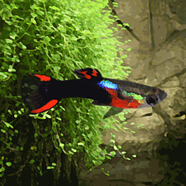 guppy Endler Poecilia wingei guppy Endler Poecilia wingei