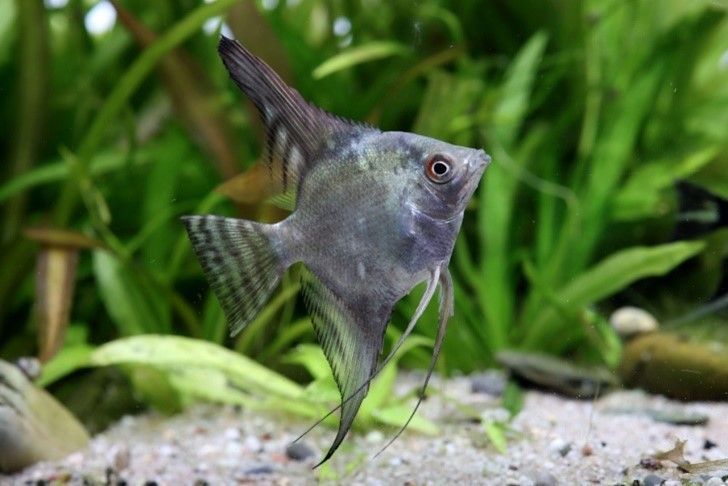 Pterophyllum scalare Pterophyllum scalare