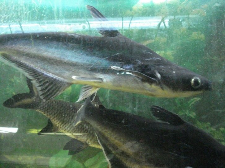 REQUIN SIAMOIS ou SILURE REQUIN REQUIN SIAMOIS ou SILURE REQUIN