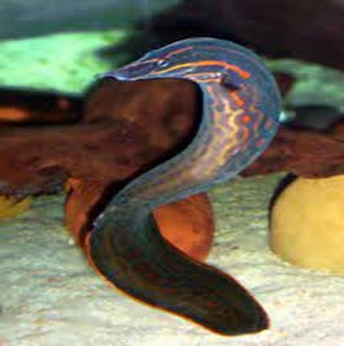 Anguille Epineuse de Feu Nos Mastacembelus