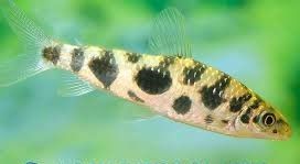 LEPORINUS MACULATUS LEPORINUS MACULATUS