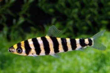 LEPORINUS AFFINIS LEPORINUS AFFINIS