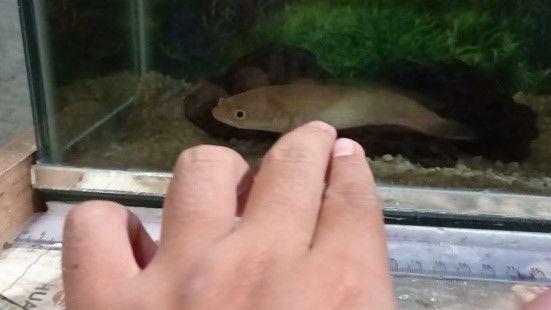 CHANNA STRIATA GOLD ALBIN LE POISSON A TETE DE SERPENT CHANNA STRIATA GOLD ALBIN LE POISSON A TETE DE SERPENT