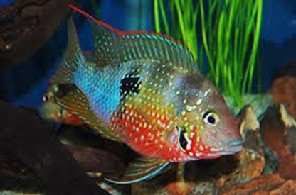 THORICHTHYS ELLIOTI MACULIPINNIS THORICHTHYS ELLIOTI MACULIPINNIS
