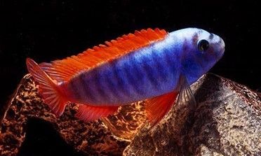 LABEOTROPHEUS TREWAVASAE CHILUMBA  « cichlidé à dorsale rouge » LABEOTROPHEUS TREWAVASAE CHILUMBA
« cichlidé à dorsale rouge »