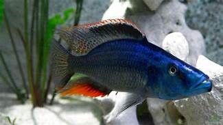 DIMIDIOCHROMIS COMPRESSICEPS DIMIDIOCHROMIS COMPRESSICEPS