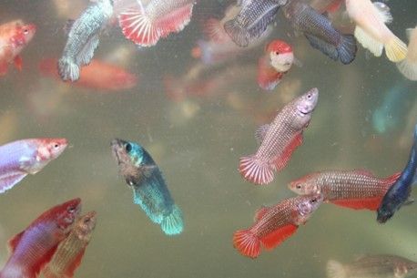 COMBATTANT FEMELLE « Betta Splendens ou poisson du Siam » COMBATTANT FEMELLE
« Betta Splendens ou poisson du Siam »