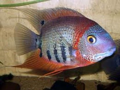 HEROS EFASCIATUS HEROS EFASCIATUS