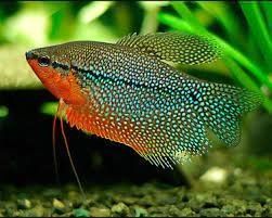 Trichogaster leerii-Gourami leerii Trichogaster leerii-Gourami leerii