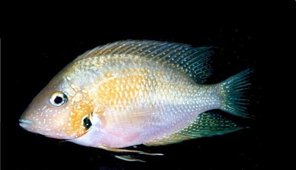 THORYCHTHYS HELLERI  « CICHLIDE DE HELLER » THORYCHTHYS HELLERI
« CICHLIDE DE HELLER »