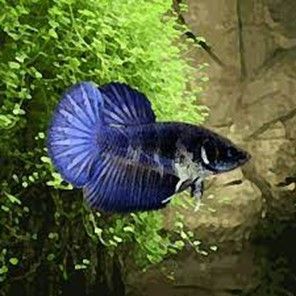 Betta splendens Halfmoon « femelle » Betta splendens Halfmoon « femelle »