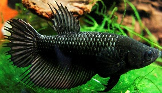 COMBATTANT FEMELLE « Betta Splendens ou poisson du Siam » COMBATTANT FEMELLE
« Betta Splendens ou poisson du Siam »