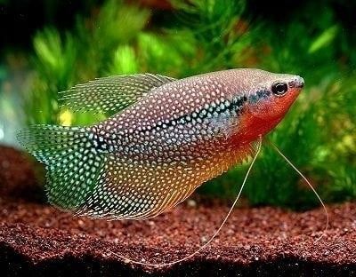 Trichogaster leerii-Gourami leerii Trichogaster leerii-Gourami leerii