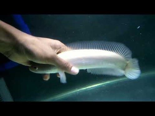 CHANNA STRIATA GOLD ALBIN LE POISSON A TETE DE SERPENT CHANNA STRIATA GOLD ALBIN LE POISSON A TETE DE SERPENT