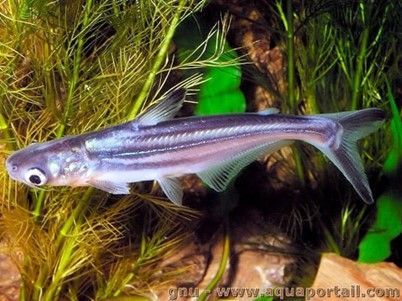 REQUIN SIAMOIS ou SILURE REQUIN REQUIN SIAMOIS ou SILURE REQUIN