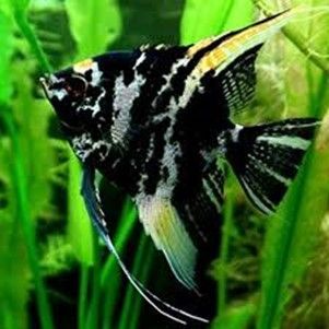 Pterophyllum scalare Pterophyllum scalare