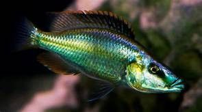 DIMIDIOCHROMIS COMPRESSICEPS DIMIDIOCHROMIS COMPRESSICEPS