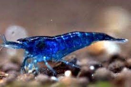 CREVETTE NEOCARIDINA HETEROPODA BLUE VELVET CREVETTE NEOCARIDINA HETEROPODA BLUE VELVET