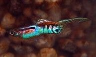 guppy Endler Poecilia wingei guppy Endler Poecilia wingei