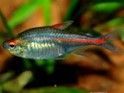 NEON ROSE (Hemmigrammus Erythrozonus) 0.95 € NEON ROSE (Hemmigrammus Erythrozonus)