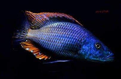 DIMIDIOCHROMIS COMPRESSICEPS DIMIDIOCHROMIS COMPRESSICEPS