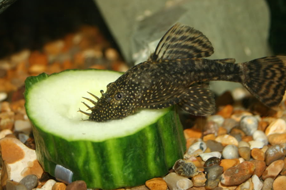 ANCISTRUS THEMMINCKII SILLURE BLEU ANCISTRUS THEMMINCKII
SILLURE BLEU