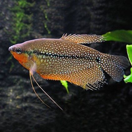 Trichogaster leerii-Gourami leerii Trichogaster leerii-Gourami leerii