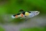 guppy Endler Poecilia wingei guppy Endler Poecilia wingei
