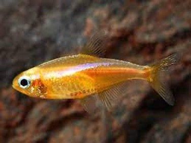 NEON JAUNE NEON JAUNE