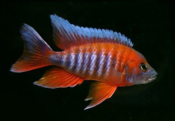 Aulonocara jacobfreibergi Aulonocara jacobfreibergi