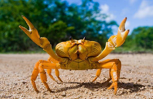 Gold Crabe Banana « Terrathelphusa cf. chilensis»