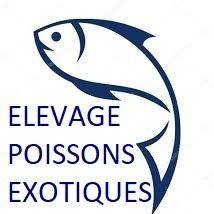 Aulonocara jacobfreibergi Aulonocara jacobfreibergi