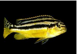 Melanochromis auratus Chipoka Melanochromis auratus Chipoka