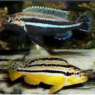 Melanochromis auratus Chipoka Melanochromis auratus Chipoka