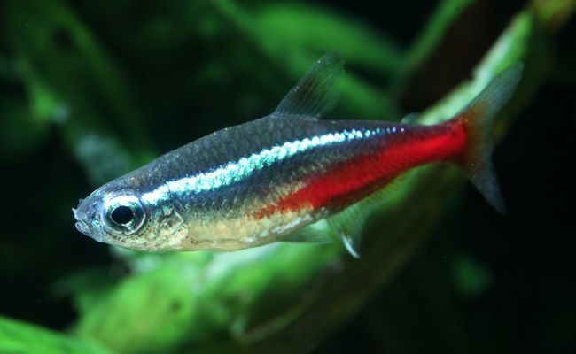 Néon bleu / Tetra Neon Paracheirodon innesi Néon bleu / Tetra Neon Paracheirodon innesi