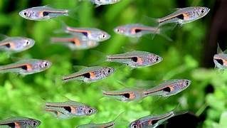 Trigonostigma hengeli Trigonostigma hengeli